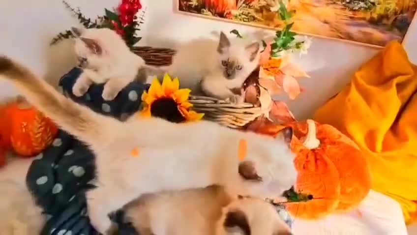 Ragdoll cats for sale: GCCF Ragdoll Kittens - Outstanding!  - Video 1