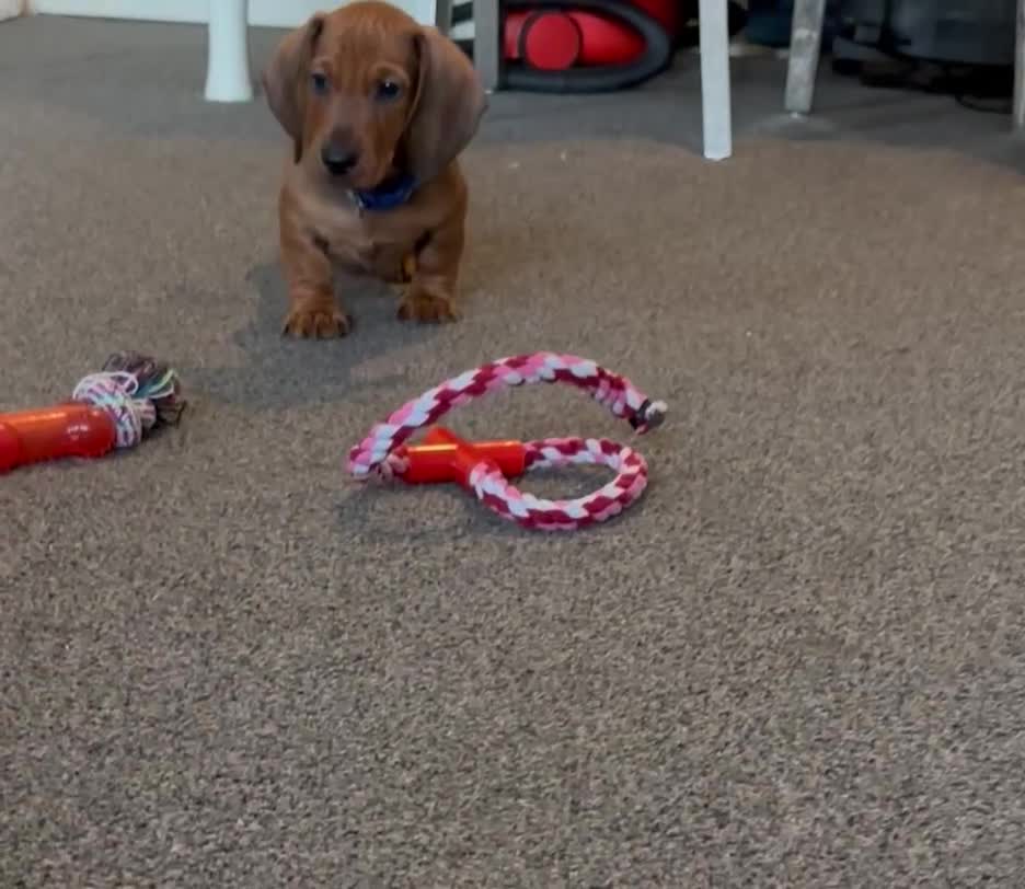 Dachshund dogs for sale: Beautiful dachshund girl left (fully vaccinated) - Video 4