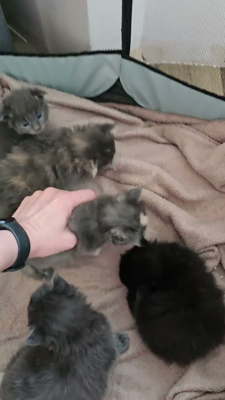 Maine Coon cats for sale: Tica Stunning Maine Coon Kittens XL Bloodlines - Video 1