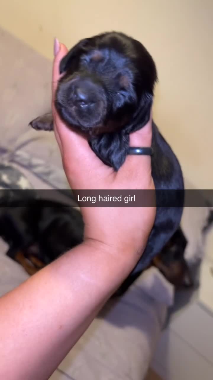 Miniature Dachshund dogs for sale: 3 miniature dachshunds for sale  - Video 1
