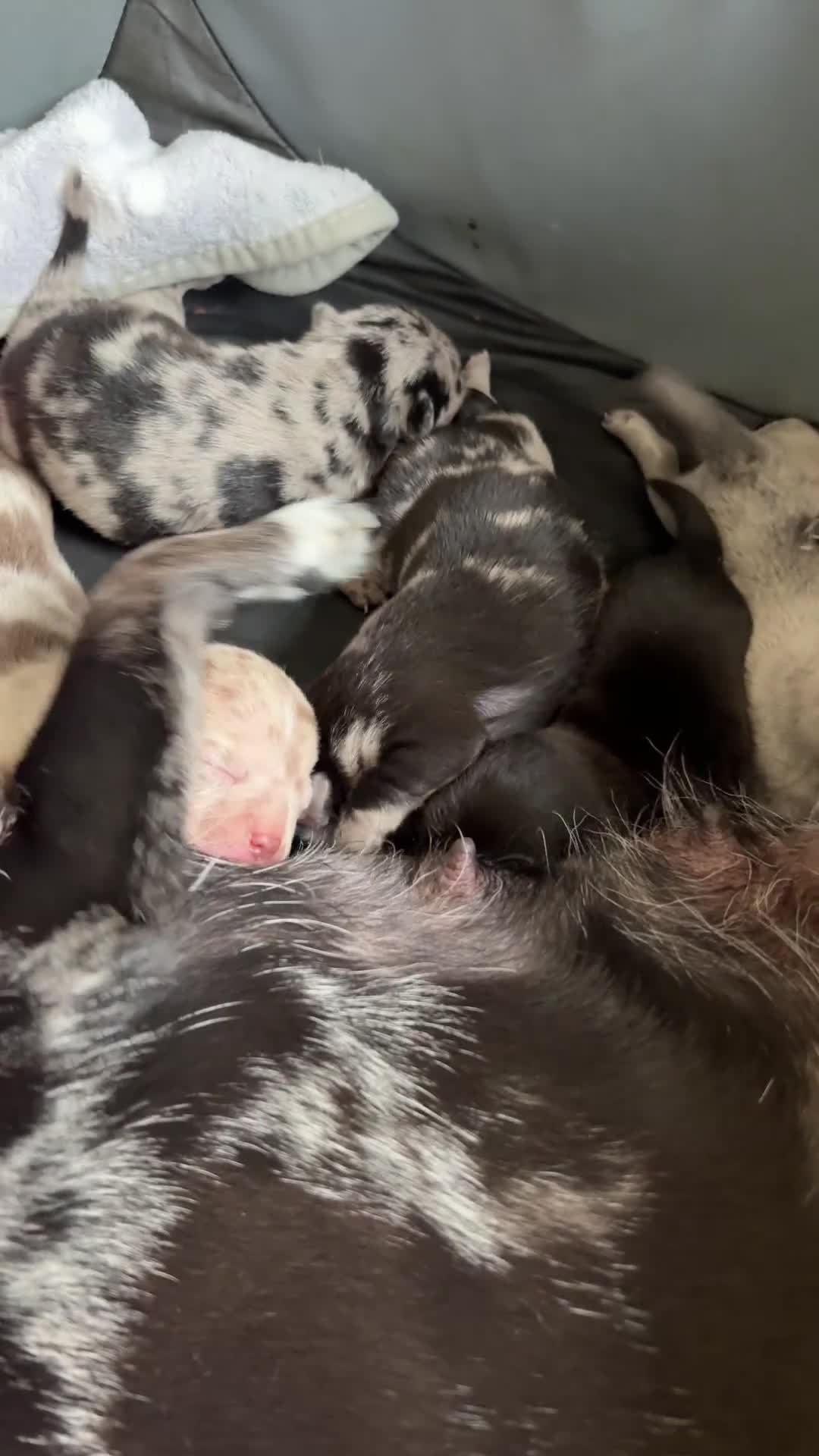 Chihuahua dogs for sale: 🐾 Stunning Chihuahua Puppies Available 🐾 - Video 3