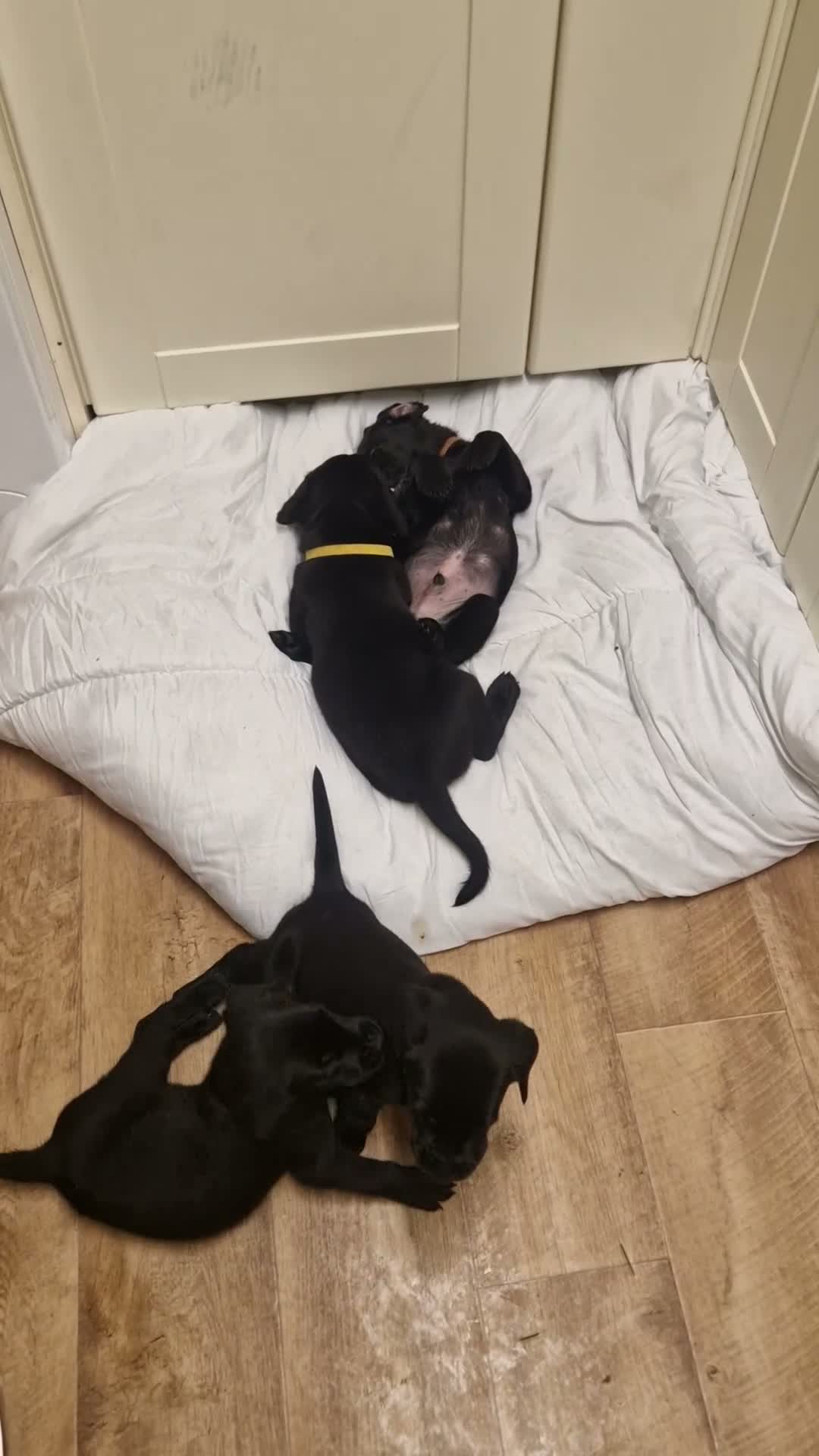 Labrador Retriever dogs for sale: Black Lab Pups INT FT Ch Sire Champion Bloodlines - Video 2