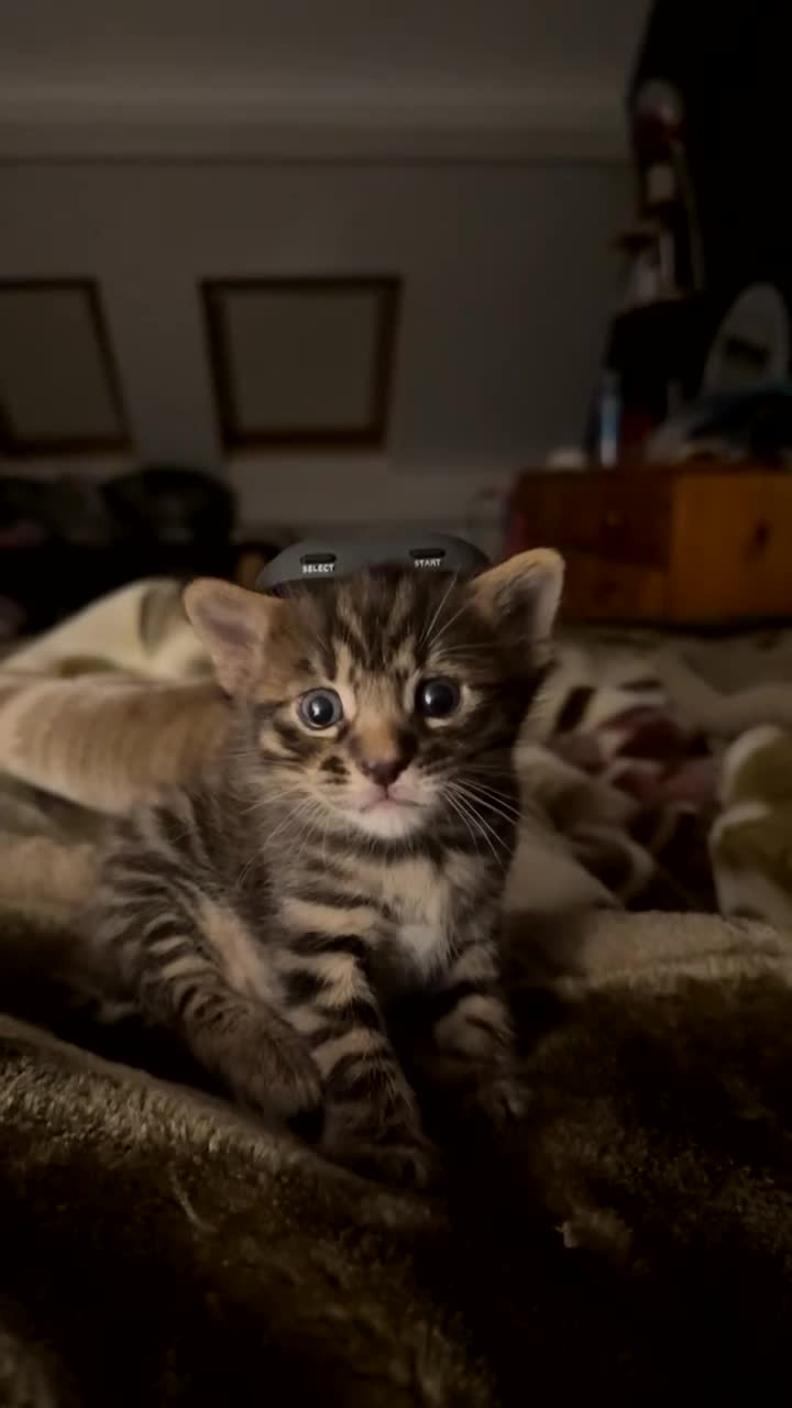 Bengal cats for sale: Cute bengal kittens for sale  - Video 3