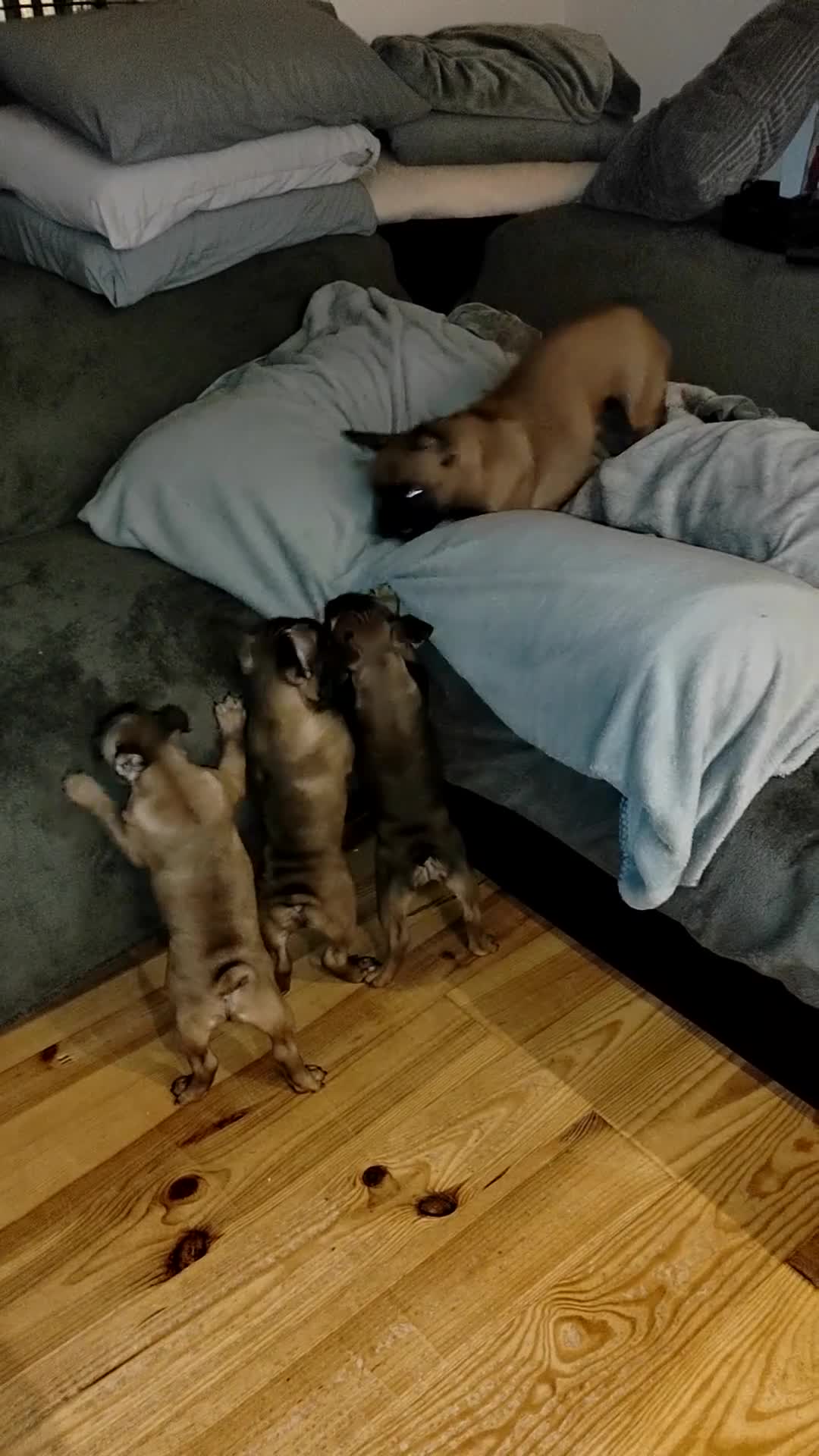 French Bulldog dogs for sale: 🌟 Beautiful French Bulldog Puppies  - Video 2