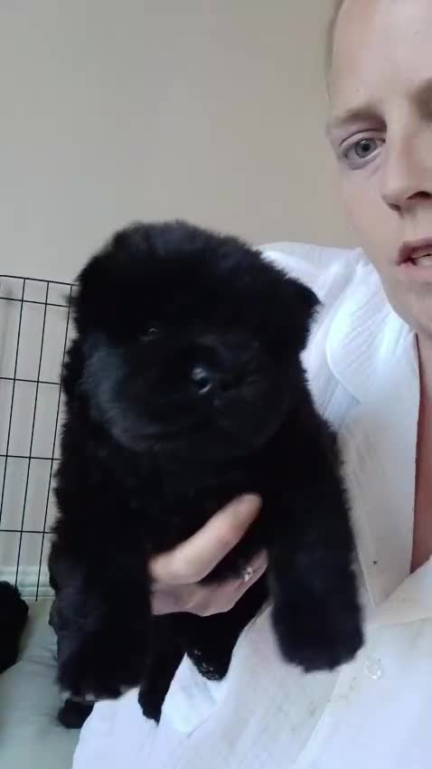 Chow Chow dogs for sale: 🐻❤️ Last chow chow boy left❤️🐻  - Video 3