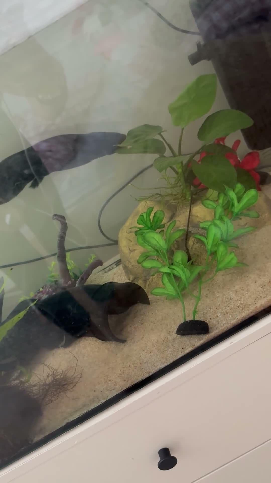 Axolotl reptiles for sale: 3 Axolotls (males)  in Ware - Video 1