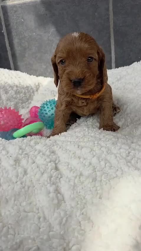 Cockapoo dogs for sale: Gorgeous cockapoo pups - Video 2
