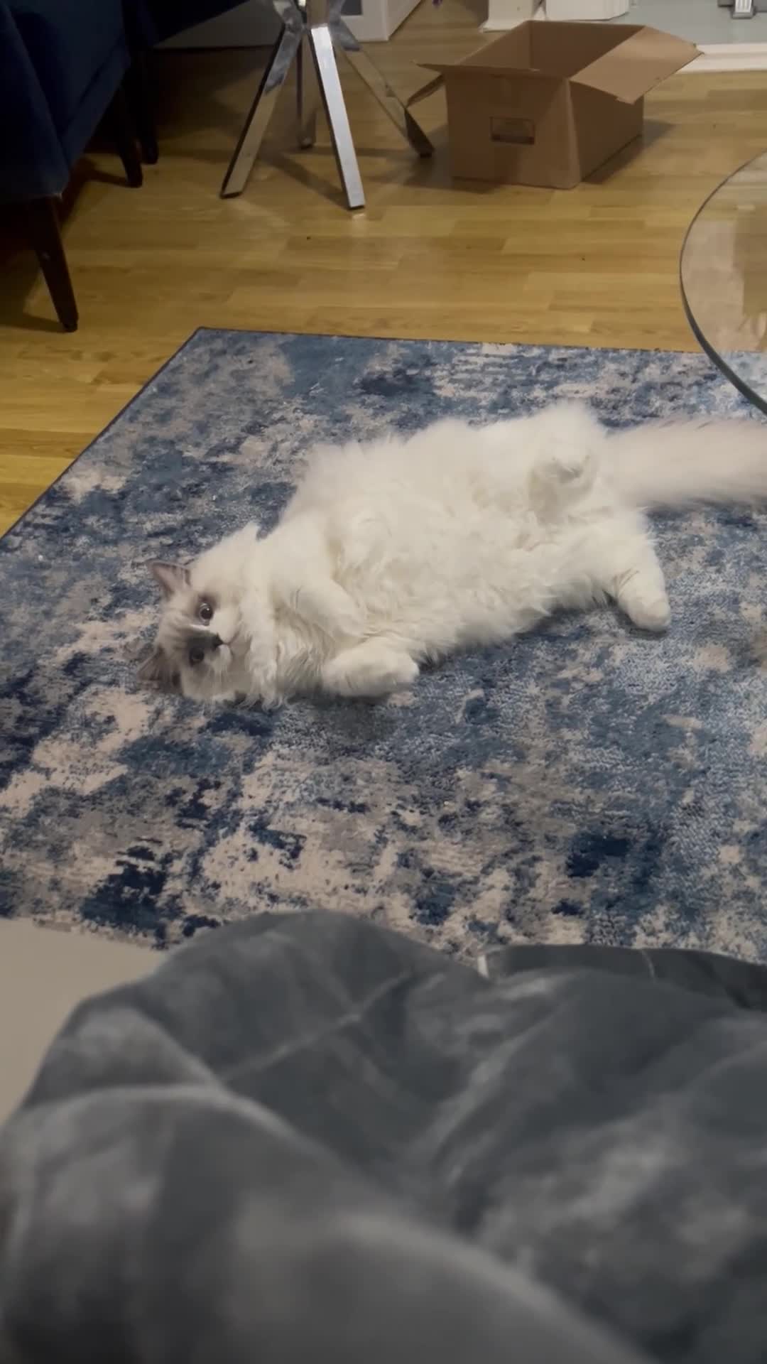 Ragdoll cats for sale: 2 ragdolls cats Tigga and Mimi.  in Birmingham - Video 3