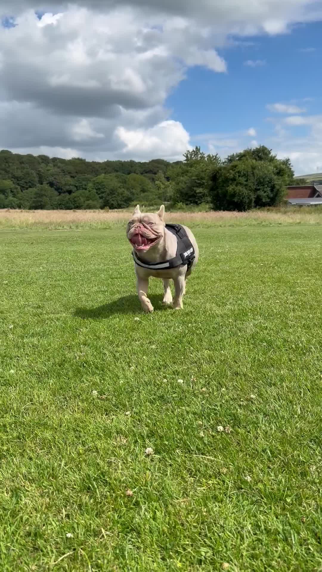 French Bulldog dogs for stud: French bull dog for stud  in Littleborough - Video 1