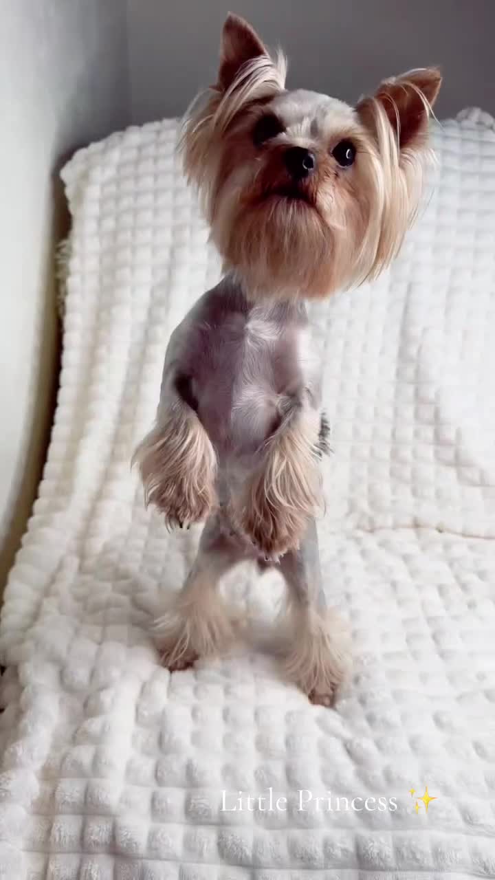 Yorkshire Terrier dogs for sale: Beautiful Male and female  - Video 1