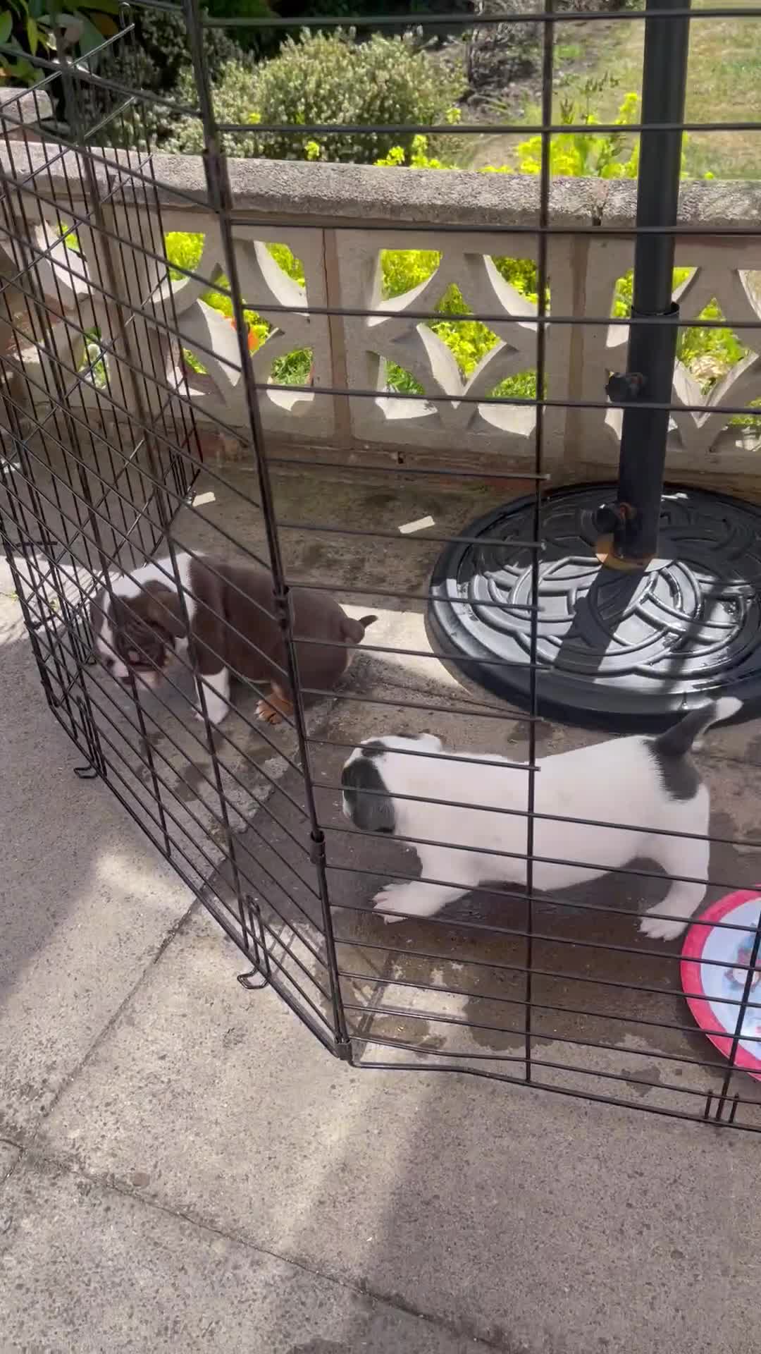 English Bulldog dogs for sale: Last Two - High Quality English Bulldog Puppies  in Atherstone - Video 5