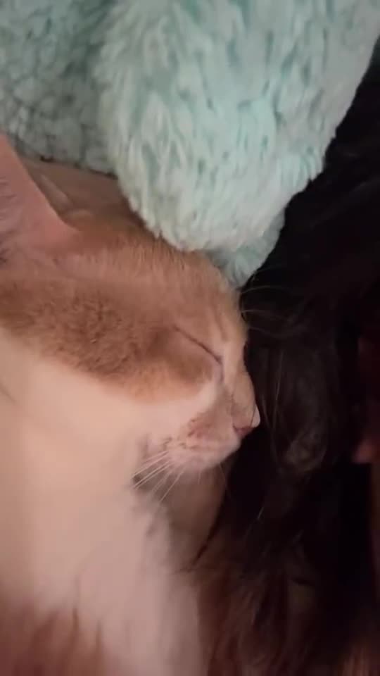 Mixed Breed cats for adoption: Cuddly, sweet Pico will bring you lots of joy <3 - Video 2
