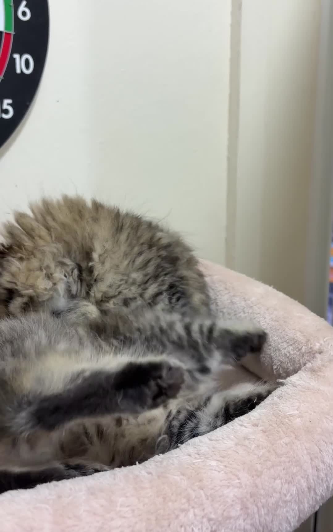 Mixed Breed cats for sale: British long hair X Chinchilla long hair - Video 1