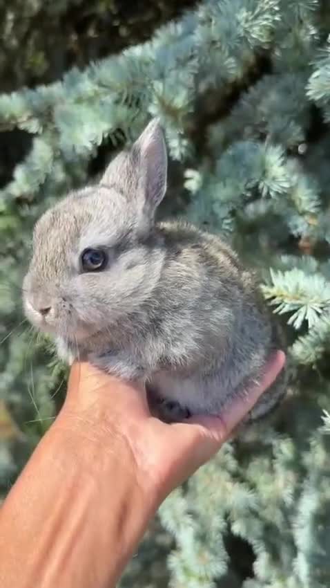 Netherland Dwarf rabbits for sale: Netherland Dwarf Baby Rabbits Male Female  - Video 1