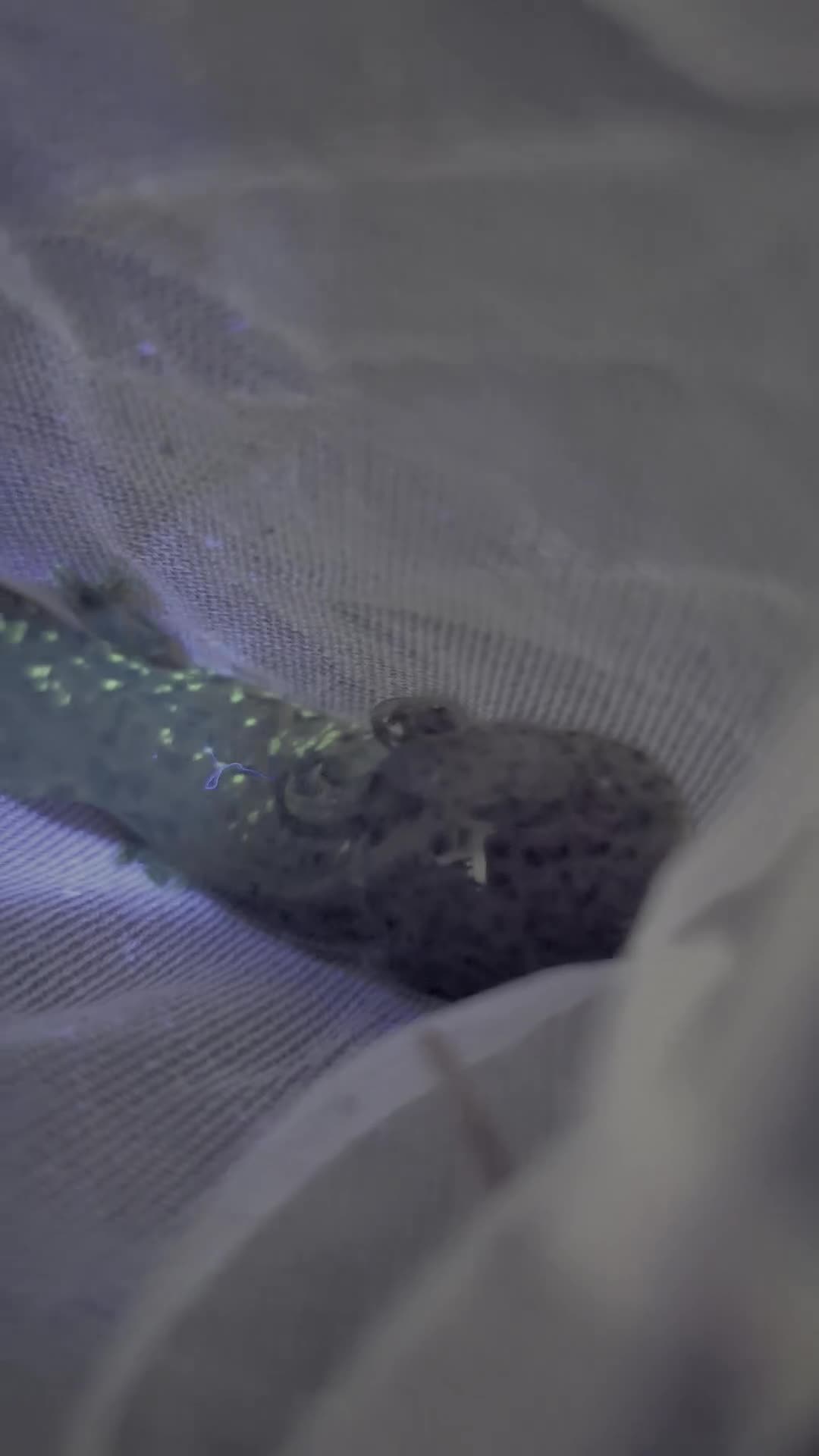 Axolotl reptiles for sale: Beautiful hypo baby Axolotls available last few  - Video 1