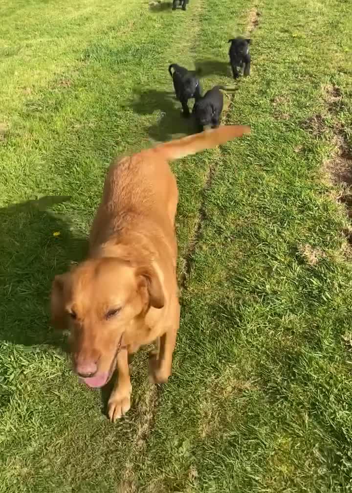 Mixed Breed dogs for sale: Beautiful Italian daniffs (Great Dane/cane corso)  - Video 3