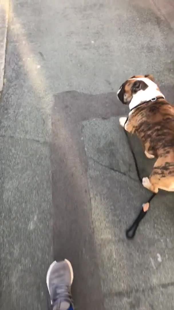 Olde English Bulldogge dogs for stud: Círoc open for stud in Wolverhampton - Video 1