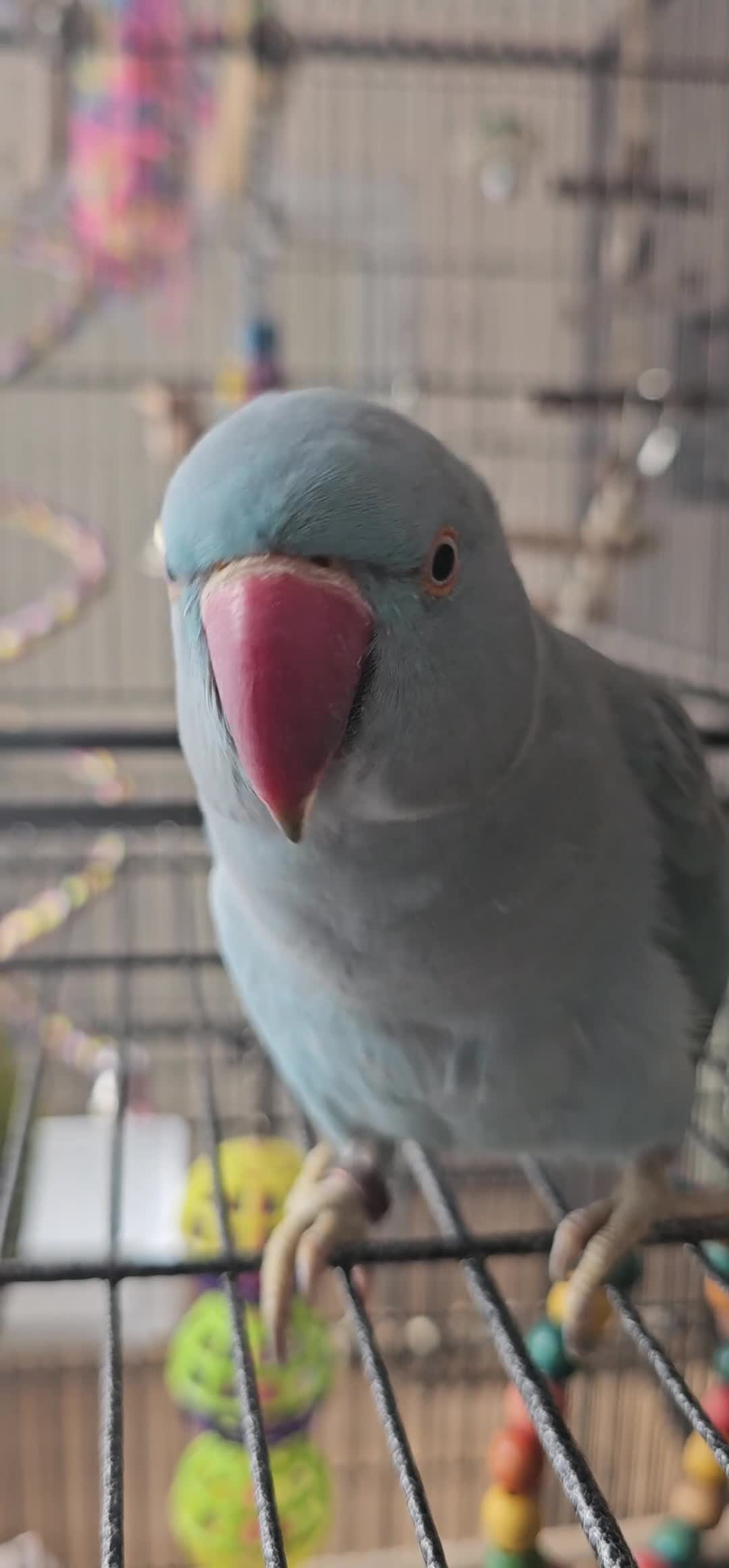 Ringnecks birds for sale: Blue Indian Ringneck + Cage in Shrewsbury - Video 1
