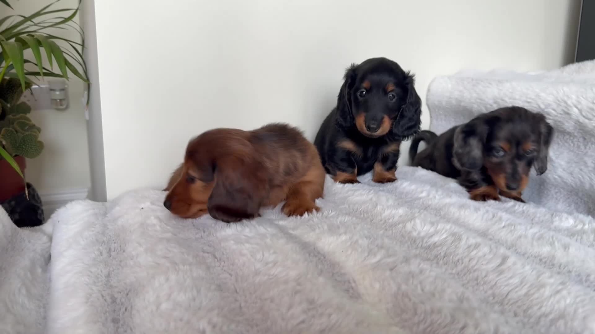 Miniature Dachshund dogs for sale: Ready Now 3 Boys Mini Long hair boysKc registered  - Video 1
