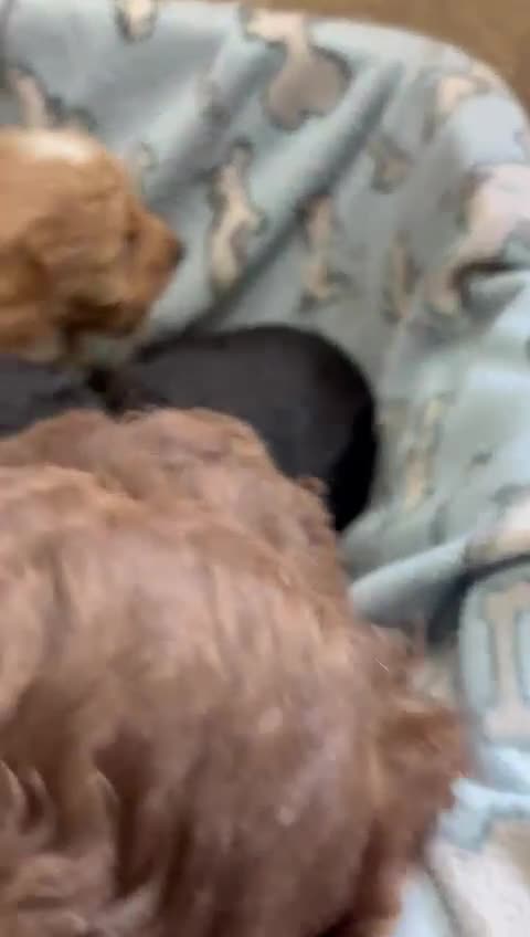 Sproodle dogs for sale: Lovely Sproodles (Springerpoos) - Video 1