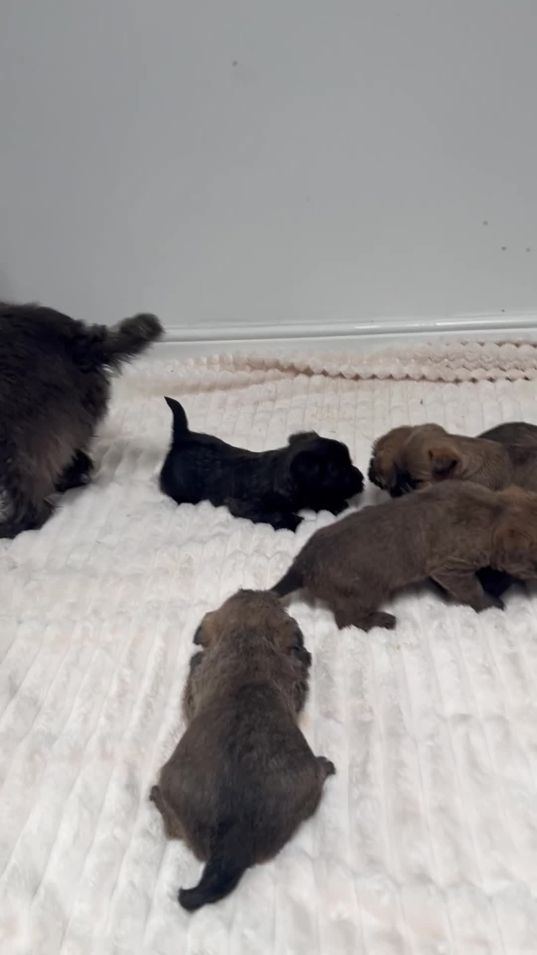 Cairn Terrier dogs for sale: Cairn terrier puppy’s  - Video 2