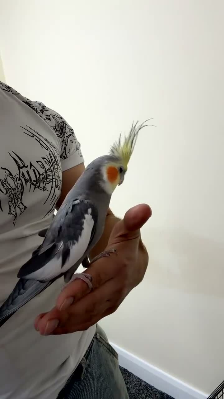 Cockatiels birds for sale: Two Beautiful Cockatiels for Sale – Lemon & Ozi 🦜 - Video 1
