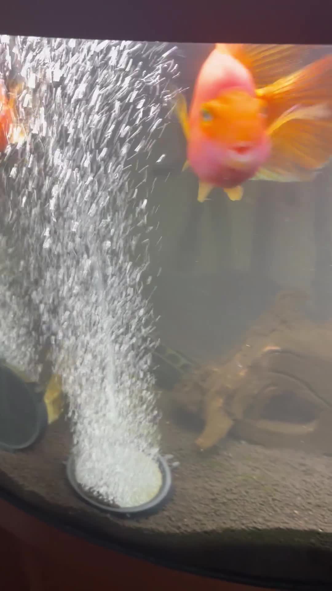 Cichlids fish for sale: 2 x large parrot fish  - Video 1
