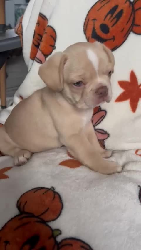 French Bulldog dogs for sale: TOP QUALITY FRENCH BULLDOGS  - Video 4