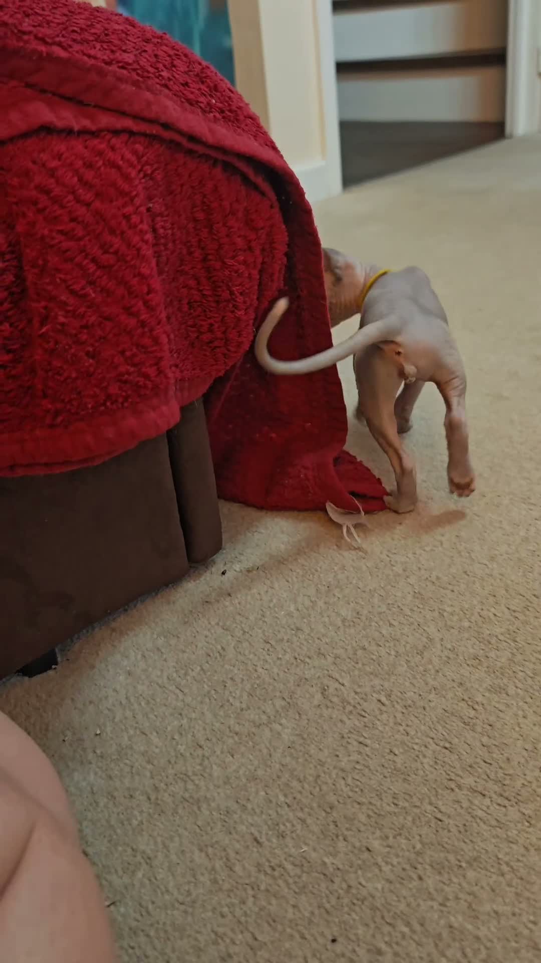 Sphynx cats for sale: Last boy available. READY NOW - Video 1