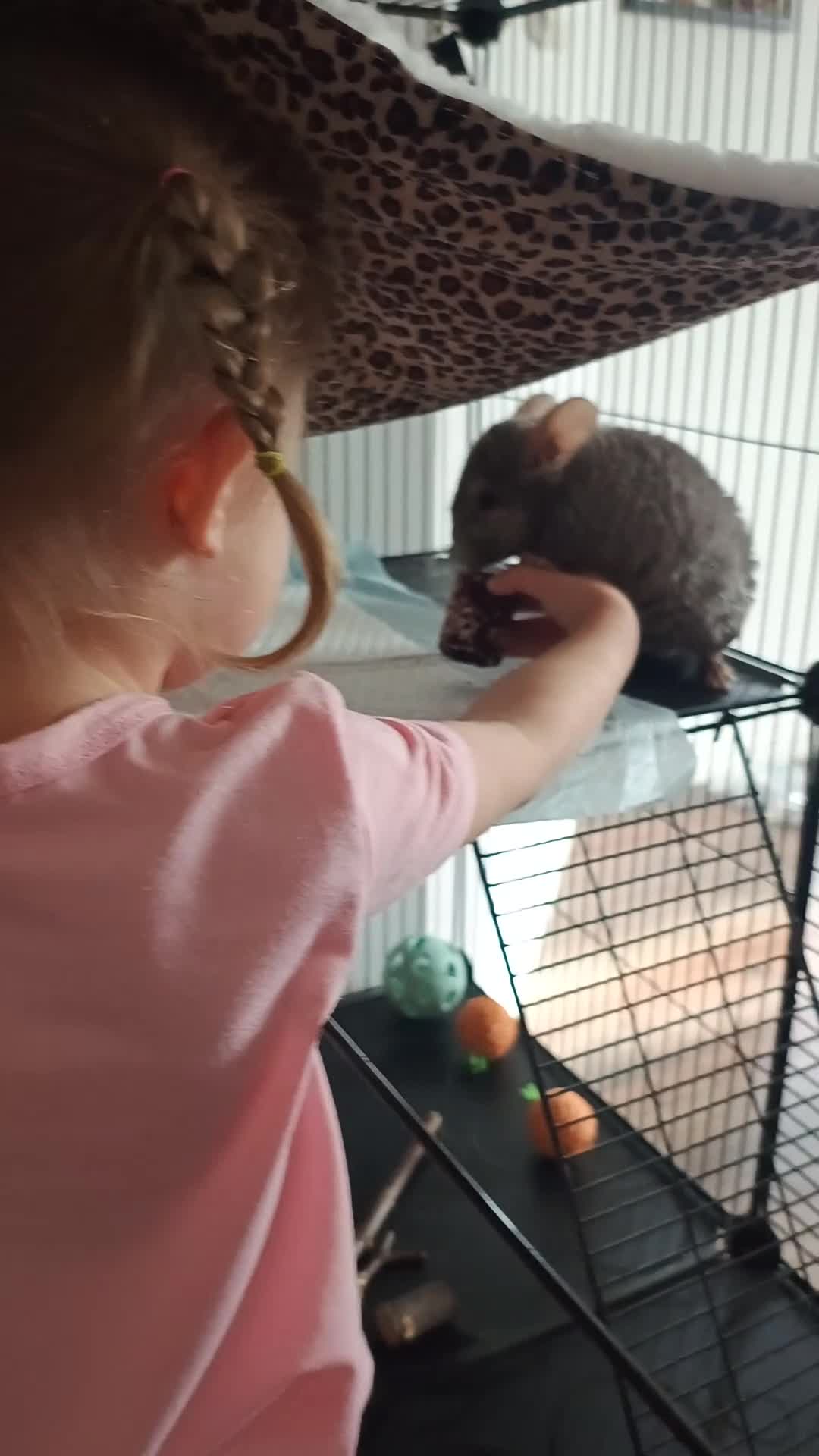 Chinchilla rodents for sale: Chinchila  - Video 1