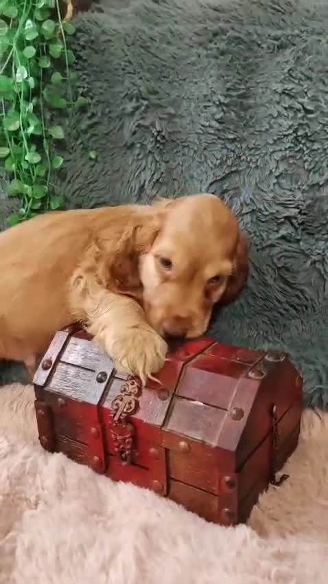 Cocker Spaniel dogs for sale: 🔥LAST TWO BOYS LEFT!🔥 KC SHOW COCKER SPANIEL  - Video 2