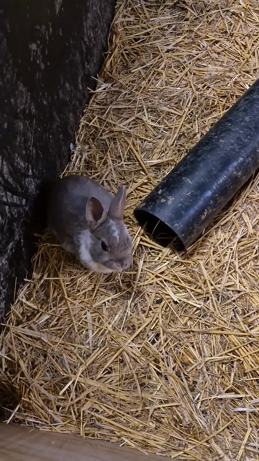 Mini Lop rabbits for sale: Bunnies looking for new homes - Video 1