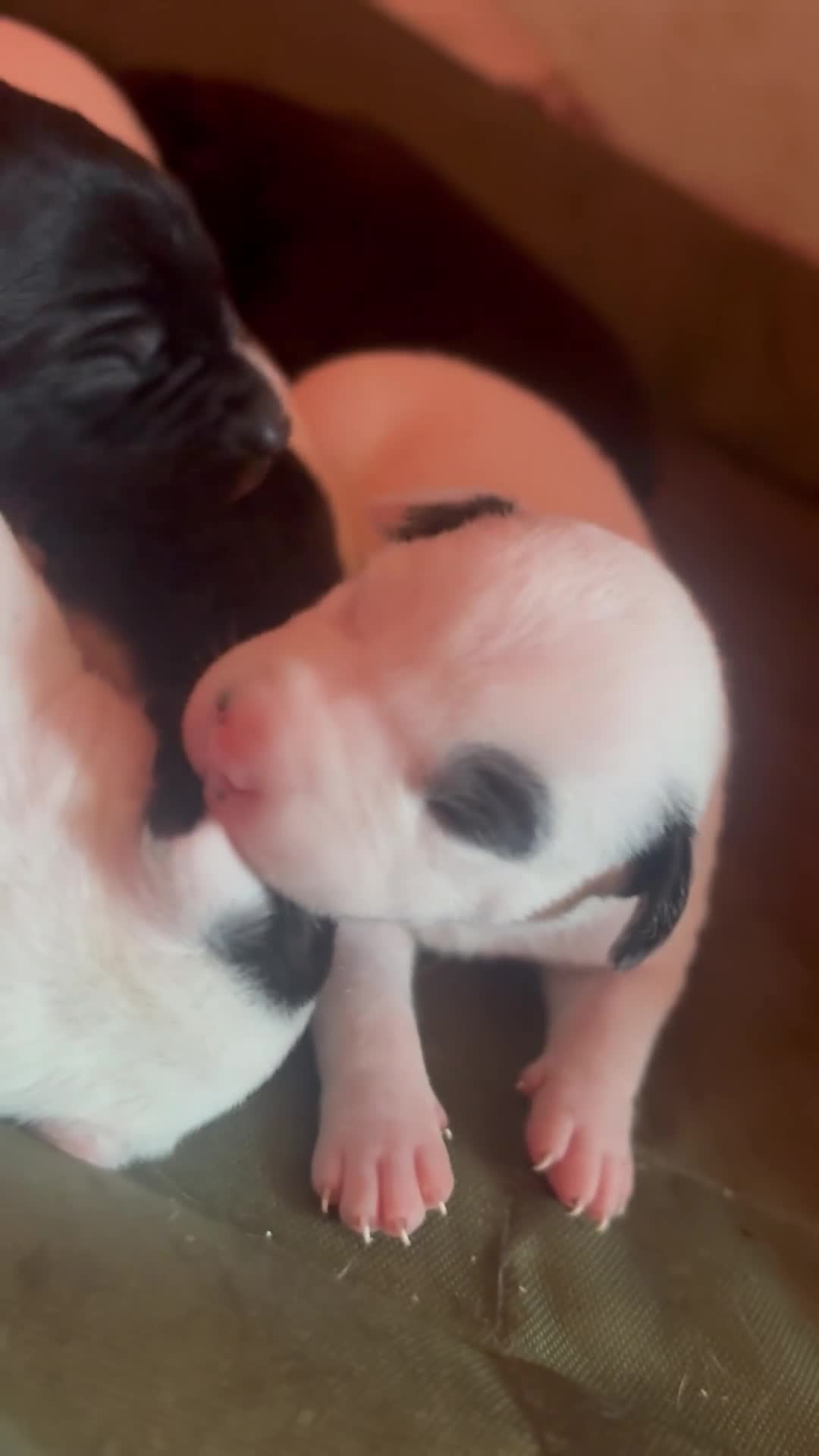 Mixed Breed dogs for sale:  Gorgeous Staffy x Puppies – Ready in 2 Weeks! in Peterborough - Video 1