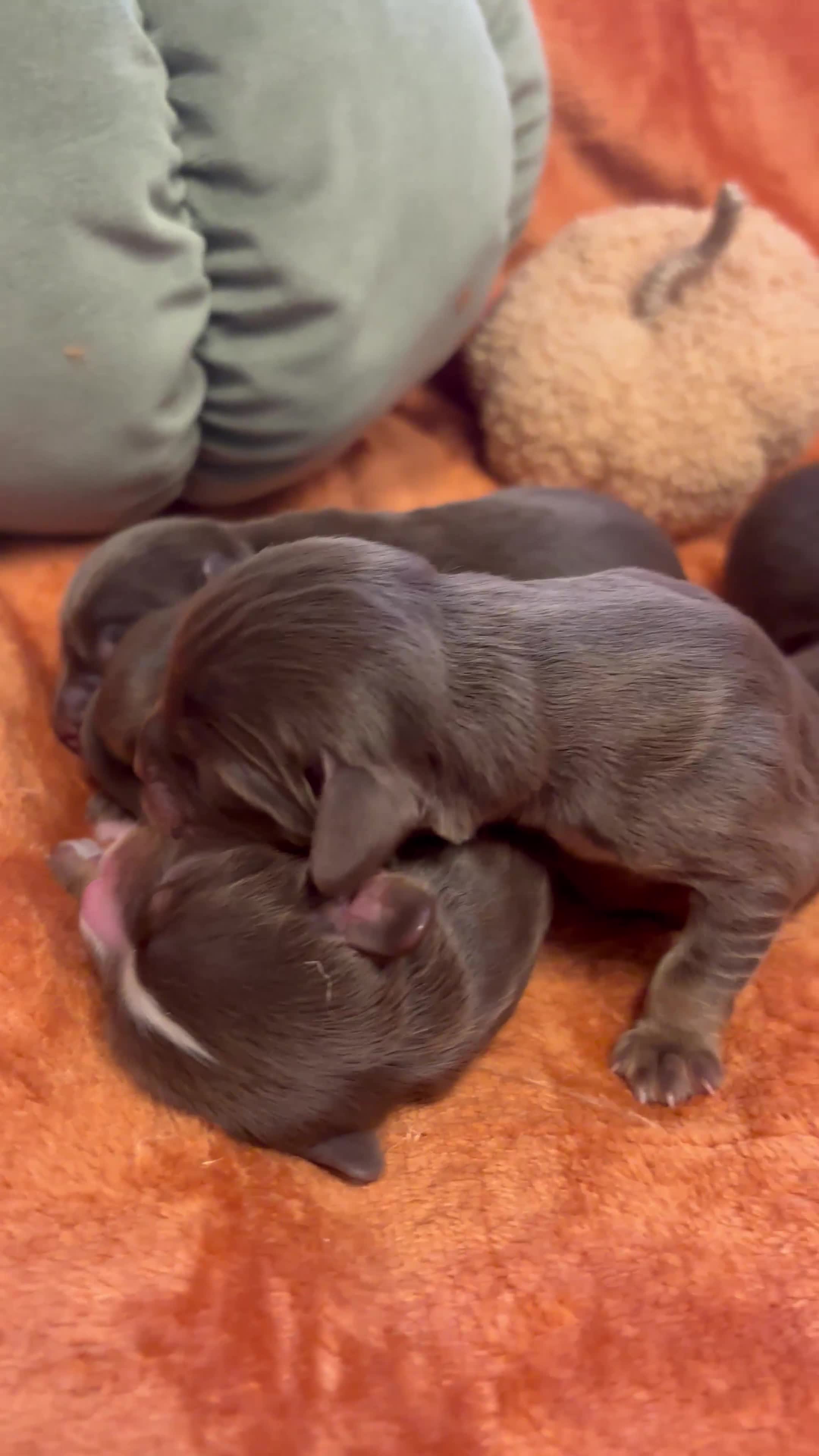 Cavapoo dogs for sale: £ negotiable for 5⭐️ Homes  Chocolate Cavapoos  - Video 1