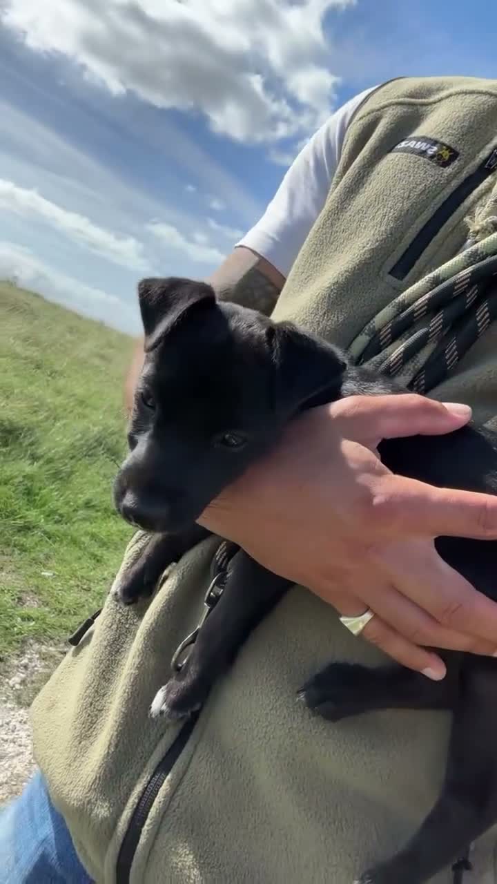 Patterjack dogs for sale: Beautiful patterdale female  - Video 2
