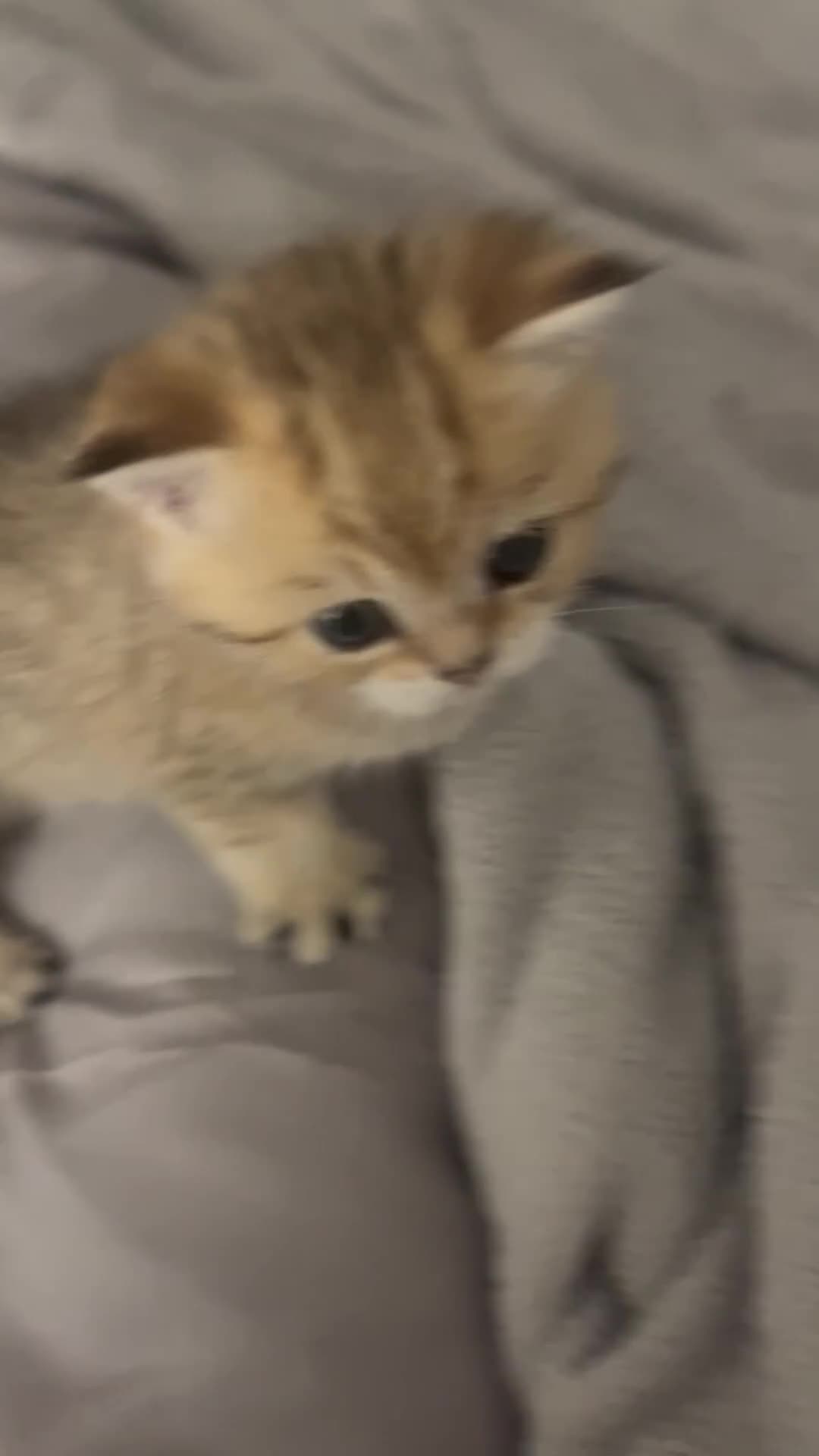 British Shorthair cats for sale: Two golden British Shorthair females - Video 2