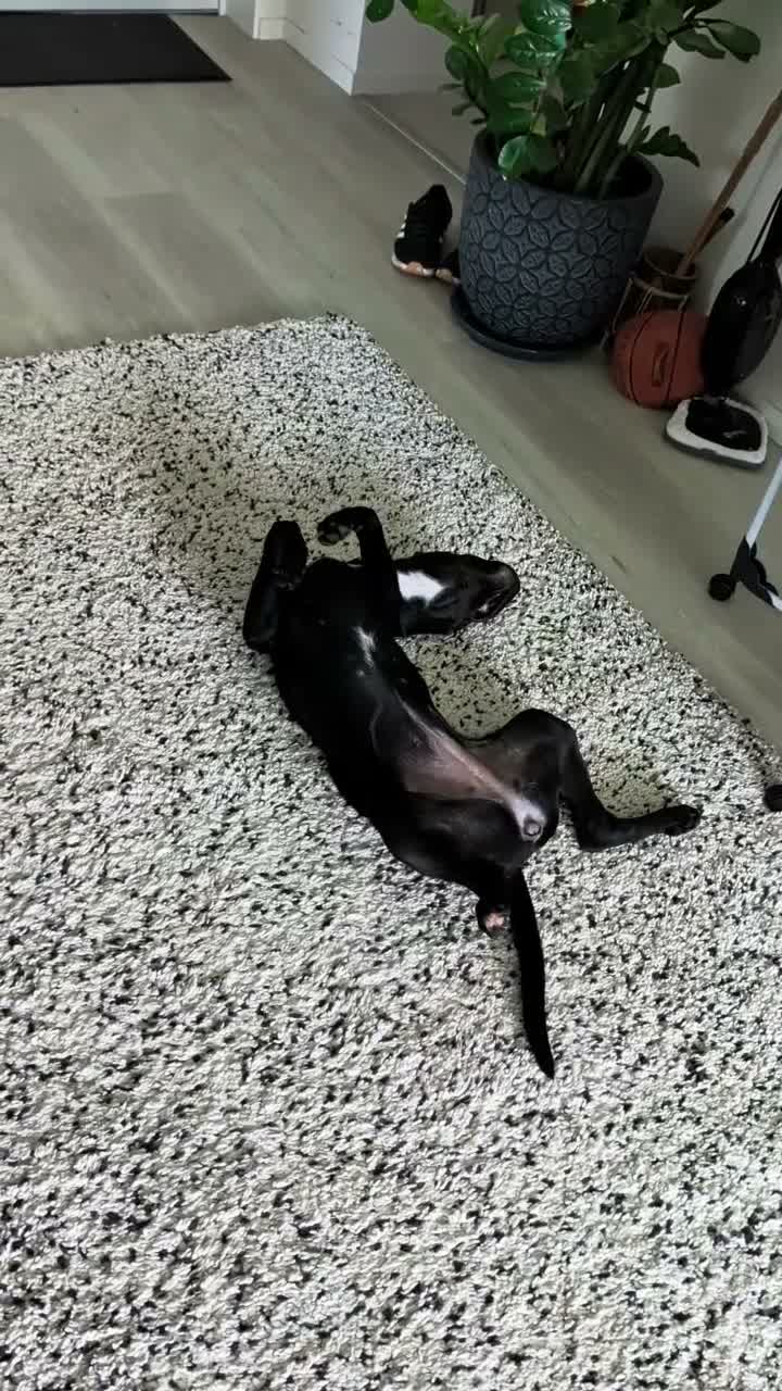 Mixed Breed dogs for sale: 🐾 PEBBLES - The Sweet, Clever Staffy Mix - Video 2
