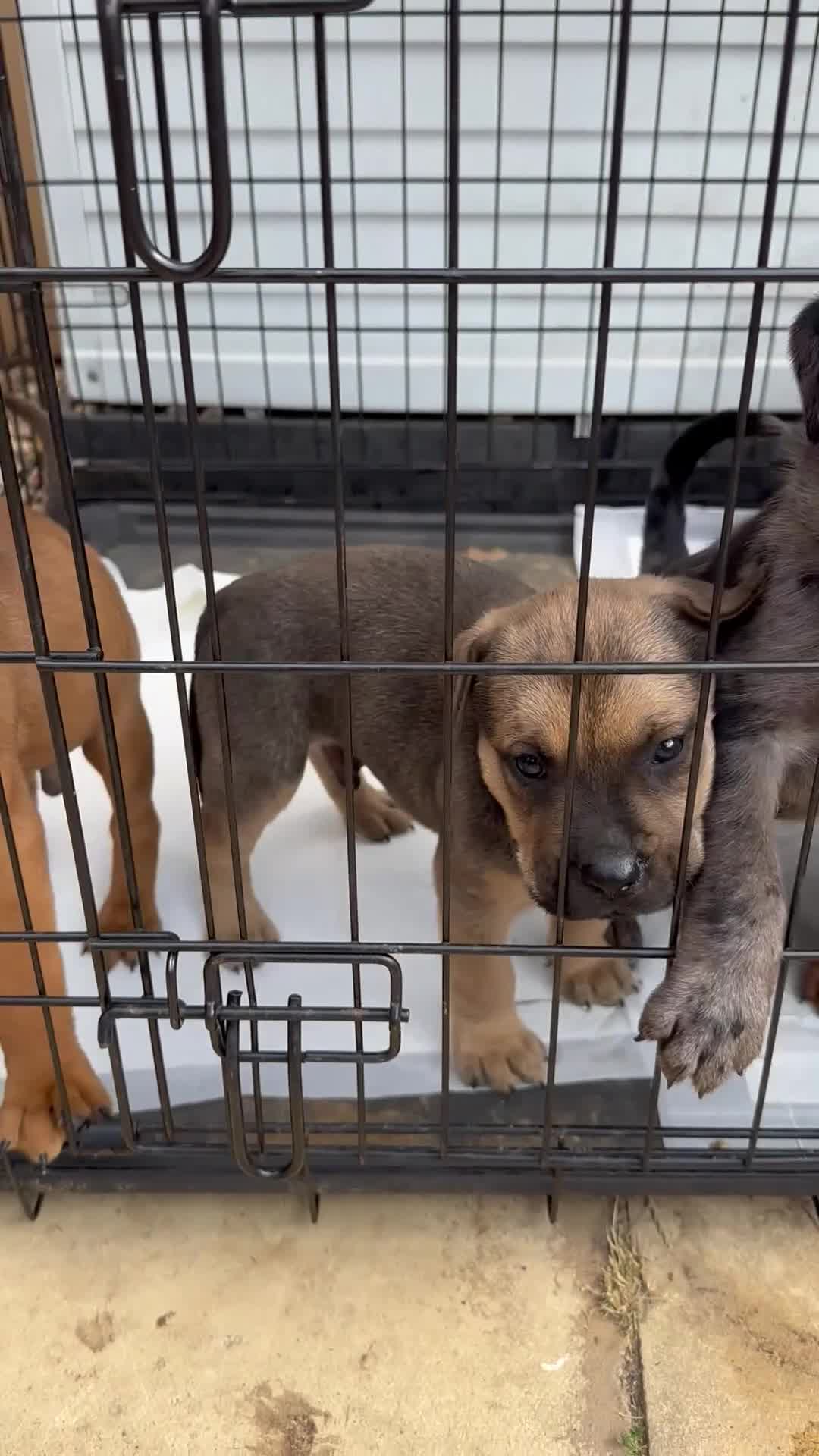 Mixed Breed dogs for sale: CANE CORSO X ROTTWEILER  - Video 1