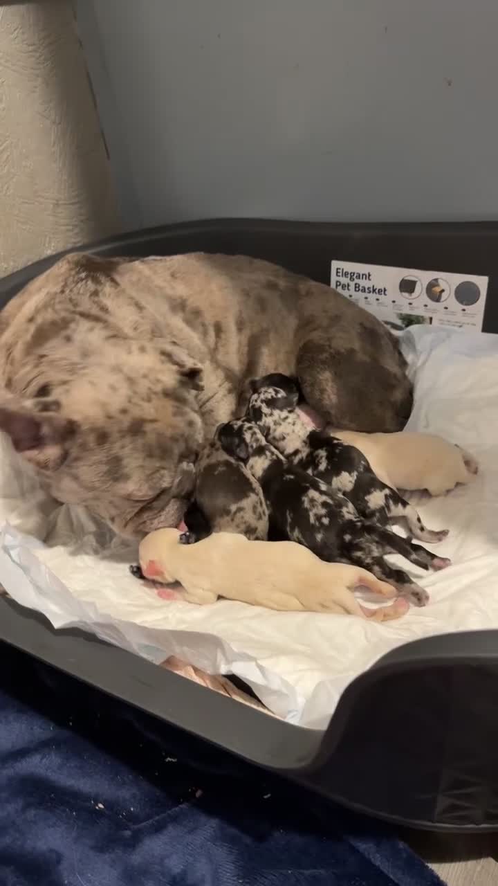 Mixed Breed dogs for sale: Beautiful Frenchie x Labrador puppies  - Video 3