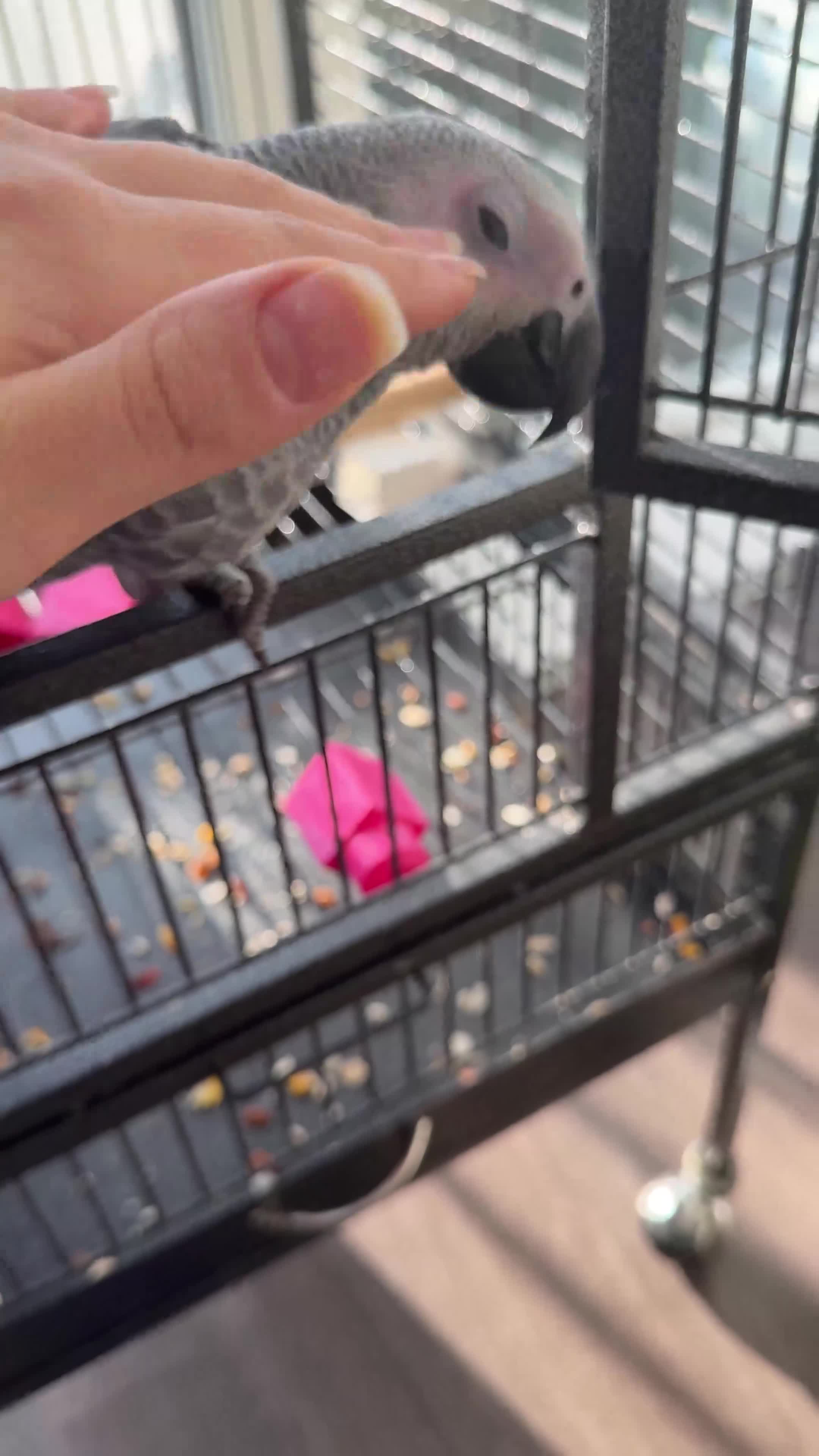 Parrots birds for sale: Hand Reared African Grey Baby - Video 2