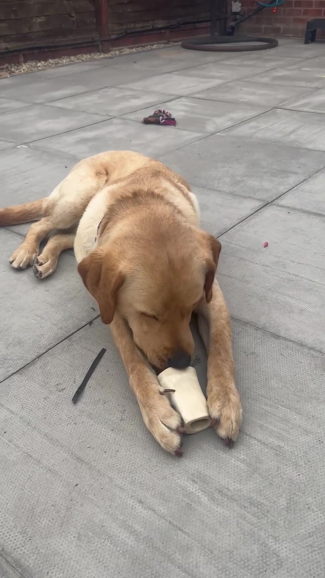 Labrador Retriever dogs for sale: Kennel incl. Male Labrador 15 month junior puppy. - Video 1