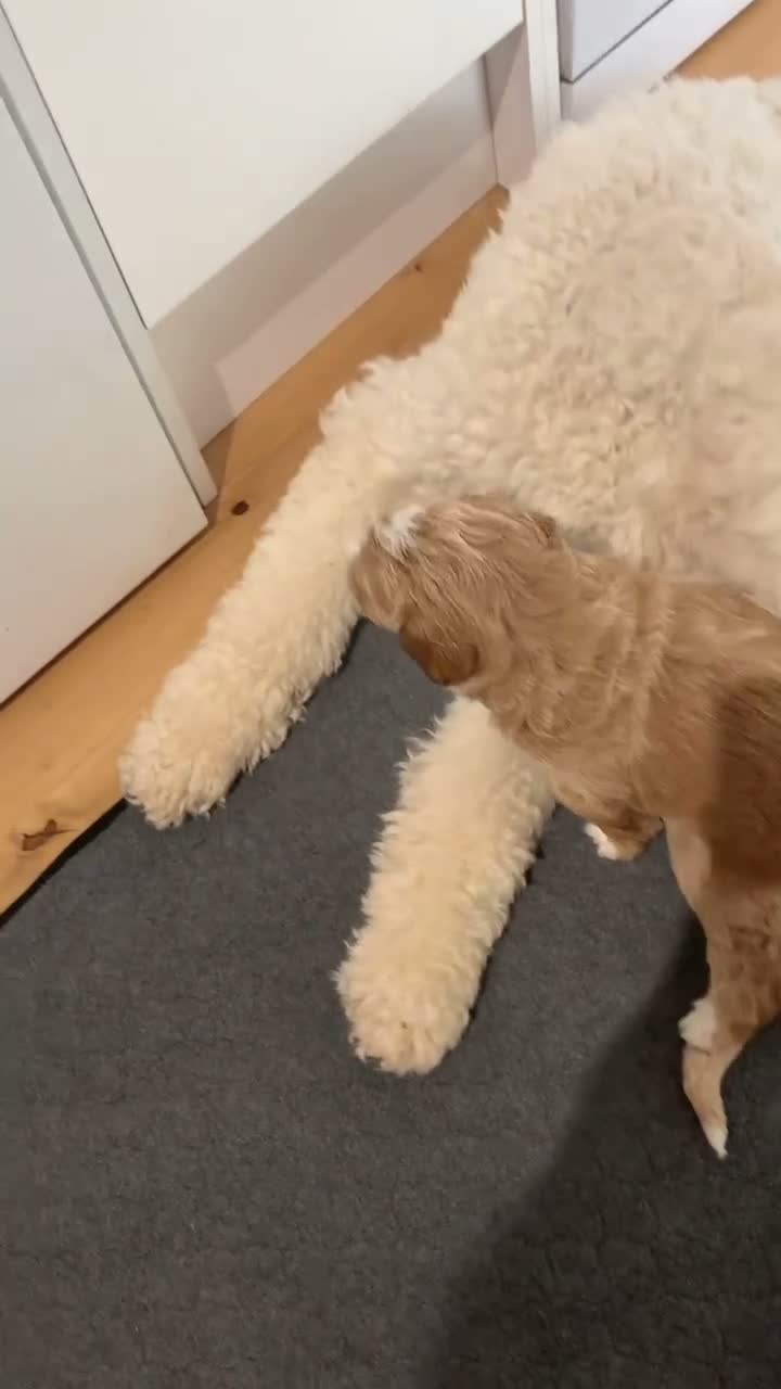 Double Doodle dogs for sale: ⭐️Premium Multi gen Double Doodle puppies - Video 1