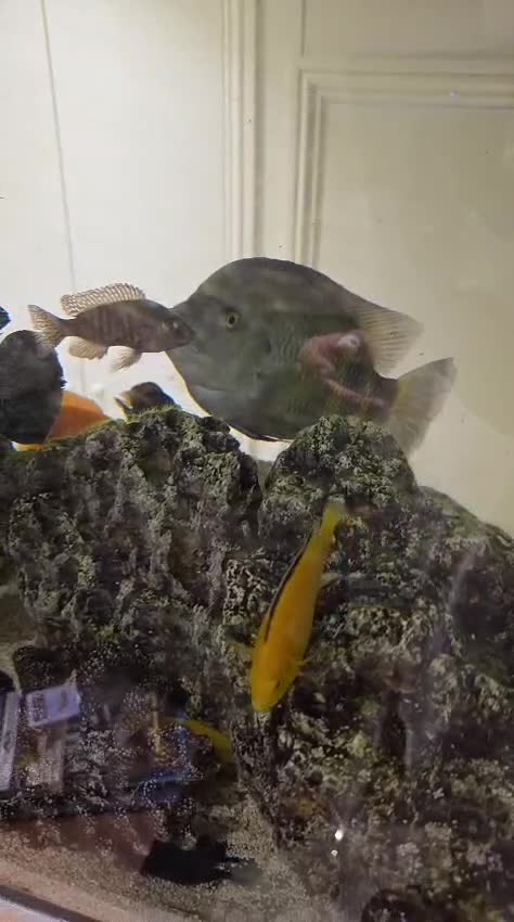 Cichlids fish for sale: Large Tilapia Cichlid - Video 1