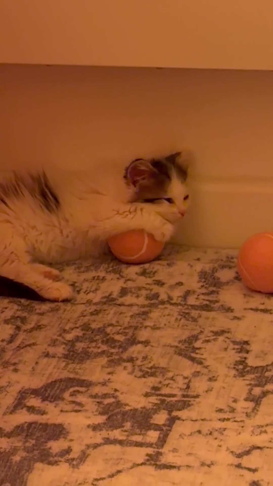 Mixed Breed cats for sale: Cutest most loving little angel - Video 1