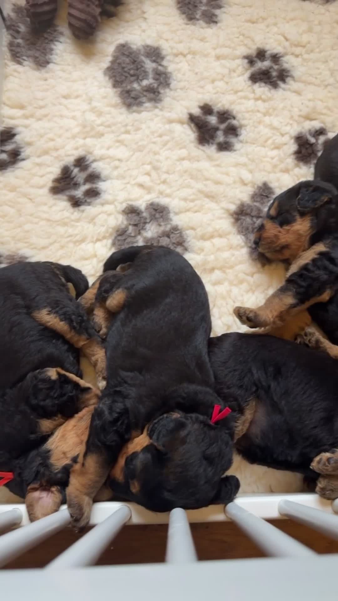 Airedale Terrier dogs for sale: KC Female Airedale Puppy🌟🐾 - Video 1
