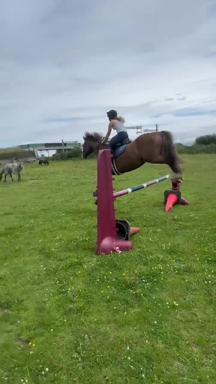 Welsh Section D horses for sale: Section D 14.2h mare - Video 5