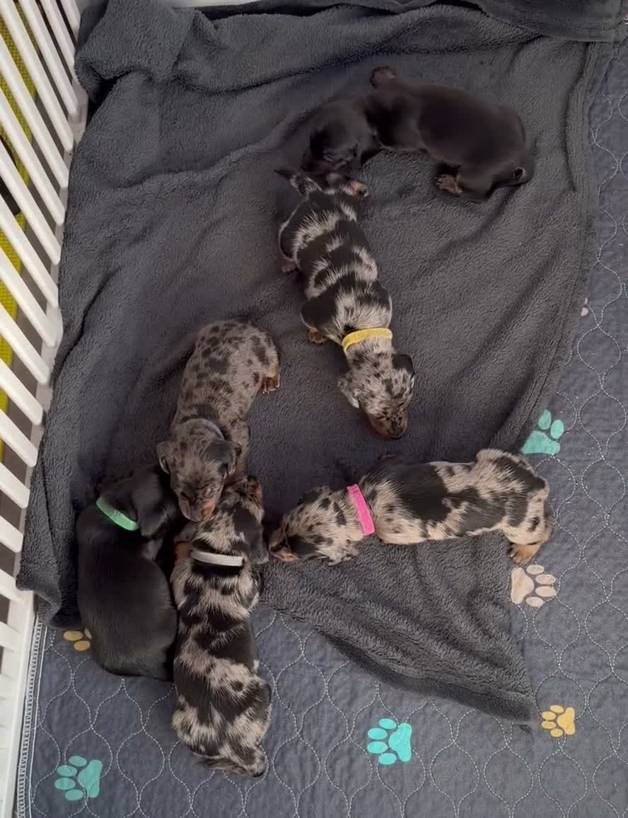 Miniature Dachshund dogs for sale: KC Mini Dachshund Silver Dapple Brindle Puppies  in Umberleigh - Video 1