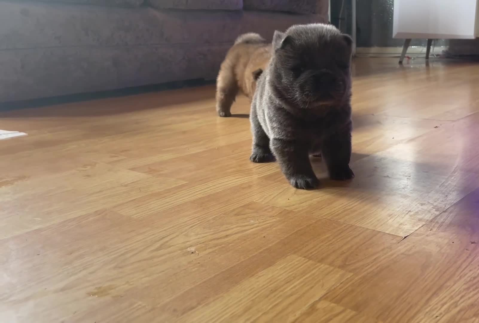 Chow Chow dogs for sale: Beautiful Kc registered chow chow puppies - Video 3