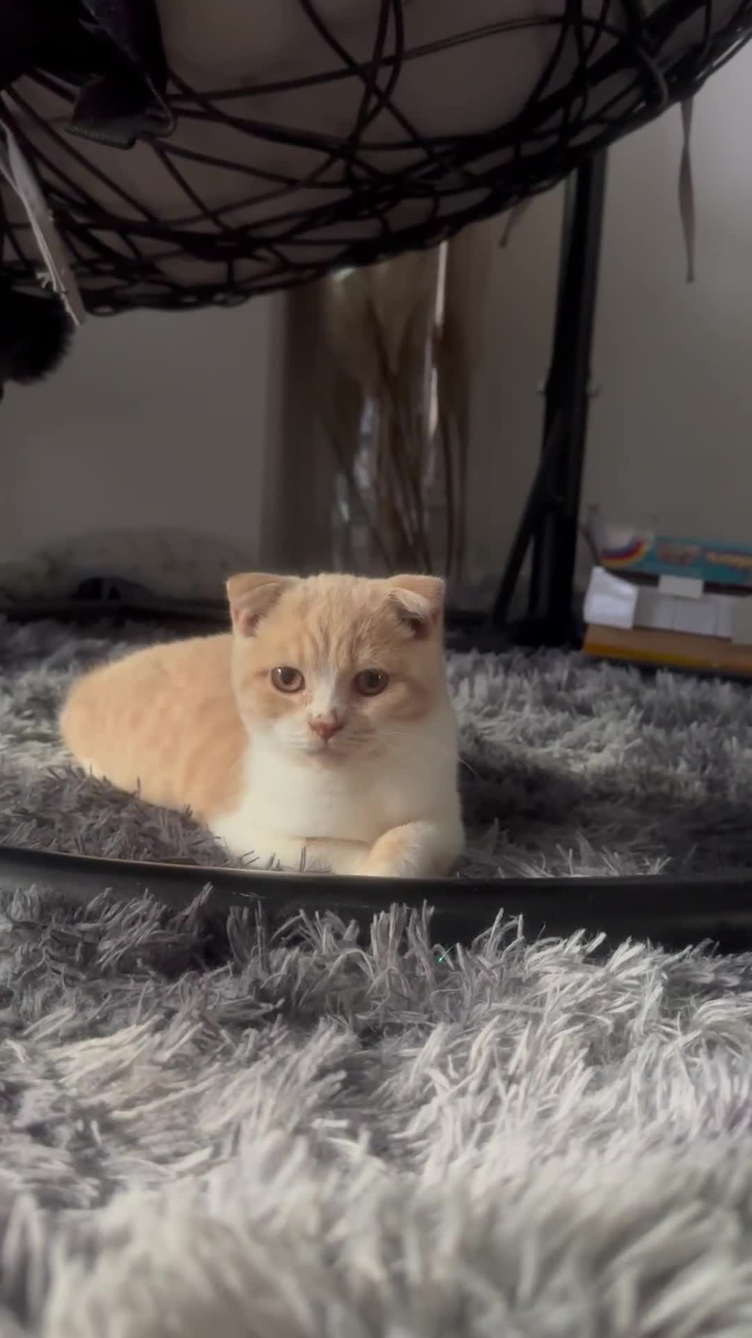 Scottish Fold cats for sale: Cute Scottish Fold Ready Now  - Video 2
