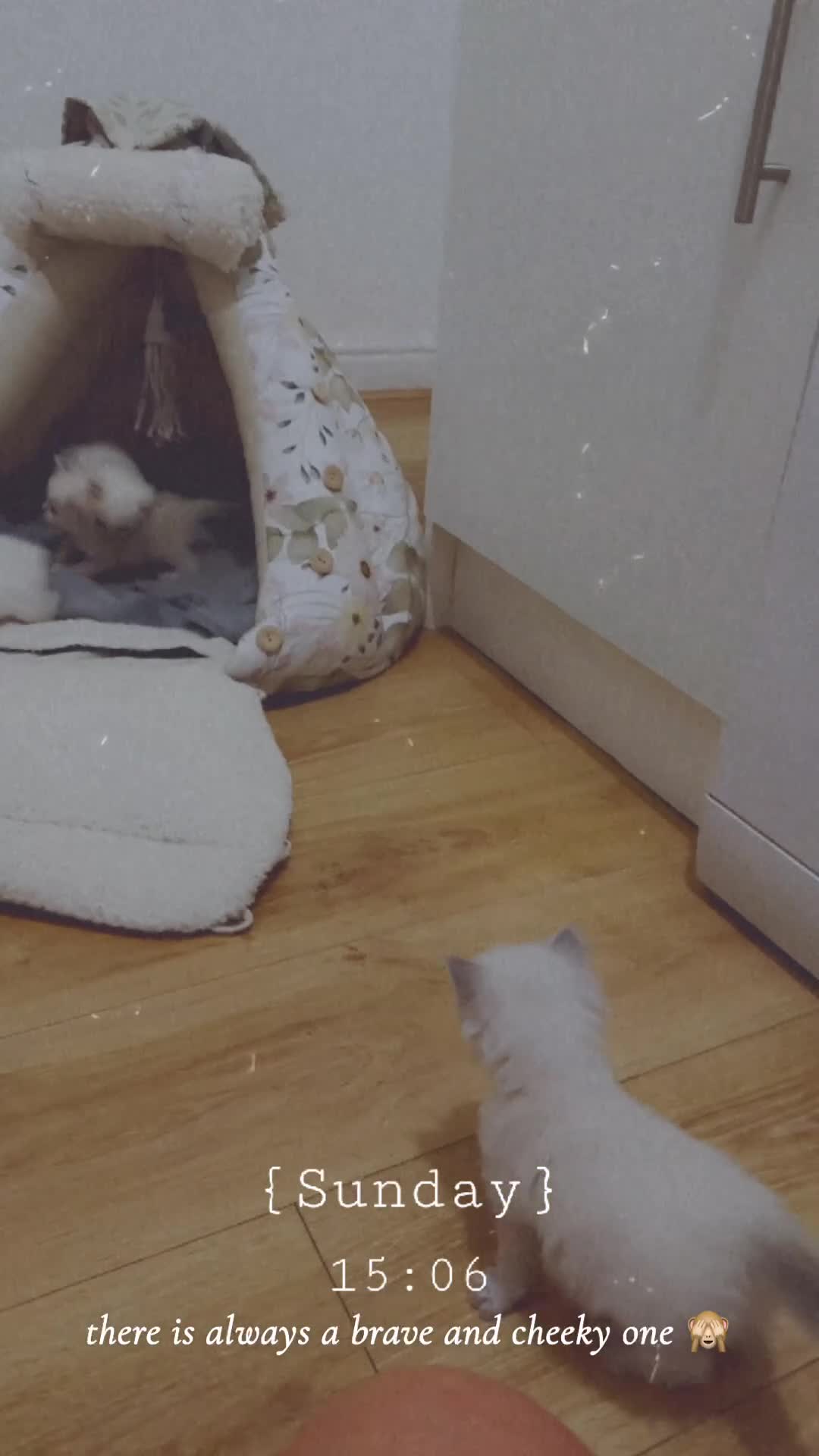 Ragdoll cats for sale: Champion bloodline Ragdoll kittens  in Mansfield - Video 2
